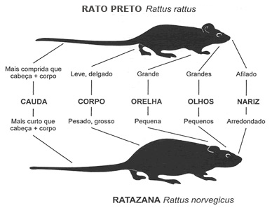 Do tamanho de um cão', ratos estão cada vez maiores e dominam Nova